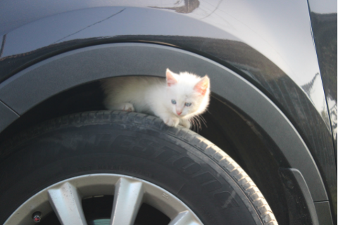 Cat above tire